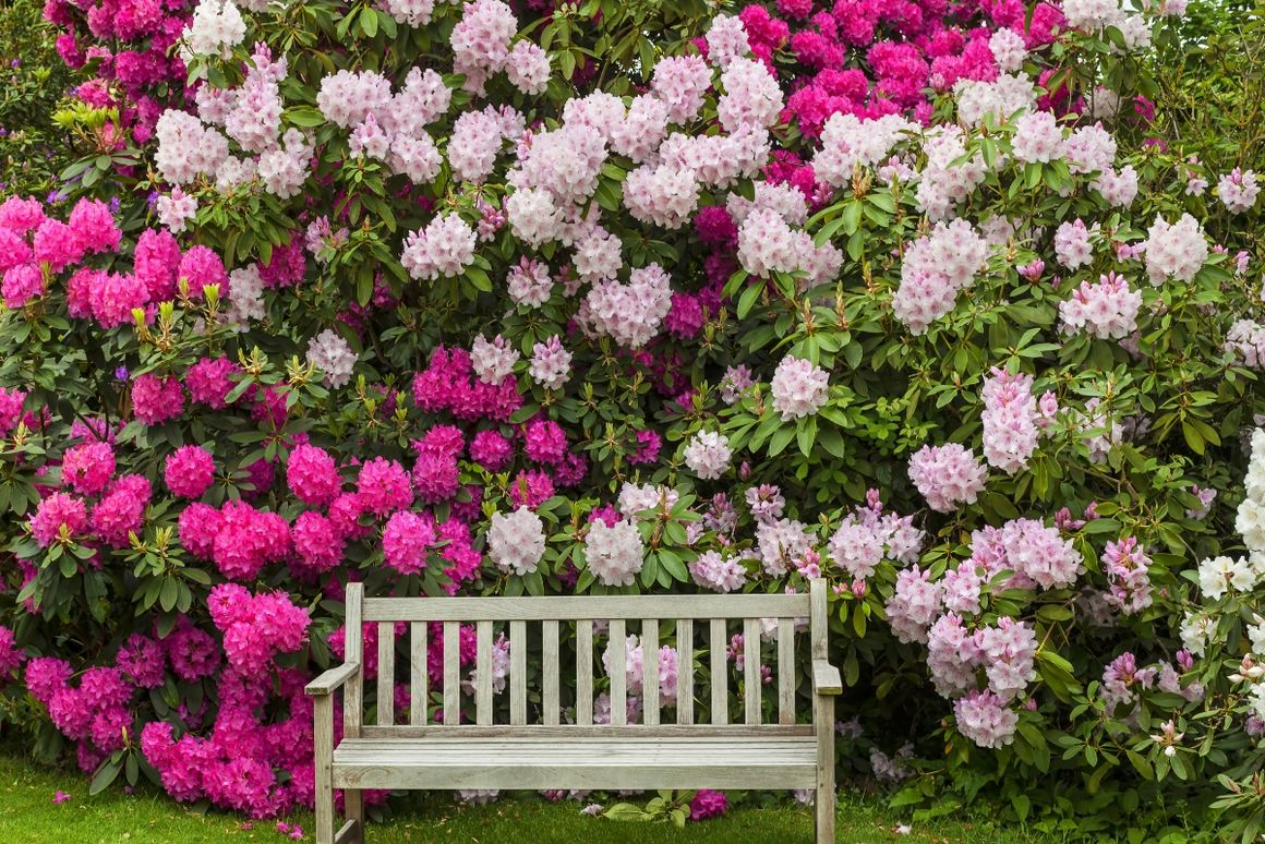 Holzbank steht vor blühendem Rhododendron 
